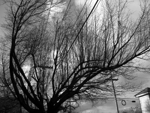 Tree & Wire (black/white) by TheAntisocialite